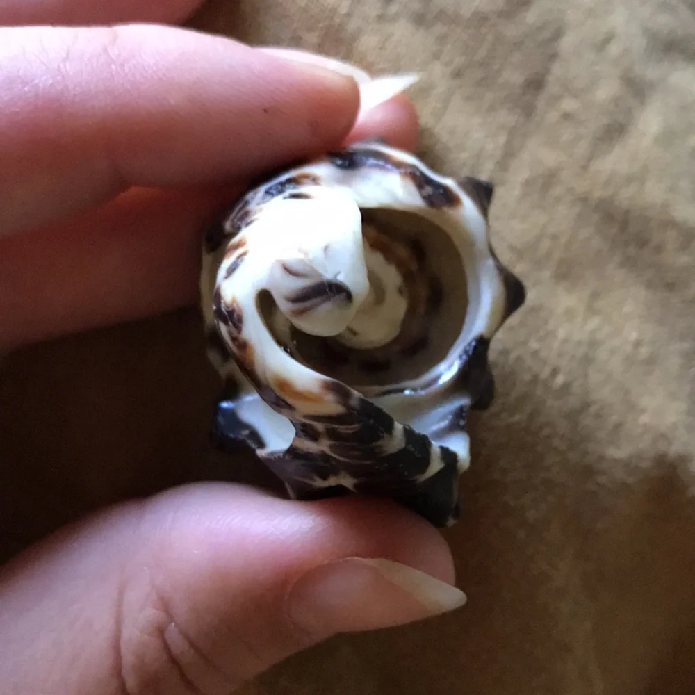 🧜‍♀️ Seashell Statement Ring - Picture 4 of 4